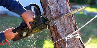 Professional Tree Removal in Alto, TX
