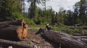 Best Arborist Consultation Services  in Alto, TX