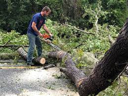 Best Utility Line Clearance  in Alto, TX