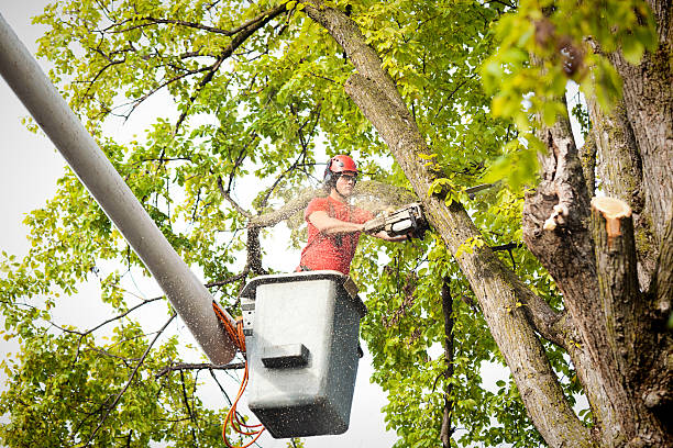 Best Tree Risk Assessment  in Alto, TX